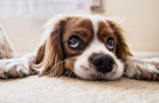 12 Apps Every Dog Parent Must Download Smart Things 